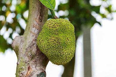 《红霞岛》Steam B测协议上线 或在TGA公布